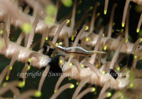 アンボンウミシダヤドリエビ 学名:Periclimenes affinis