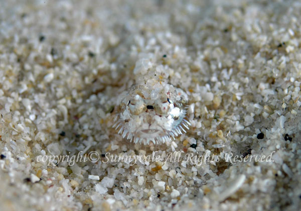 ヒゲモジャハゼ 学名:Barbuligobius sp