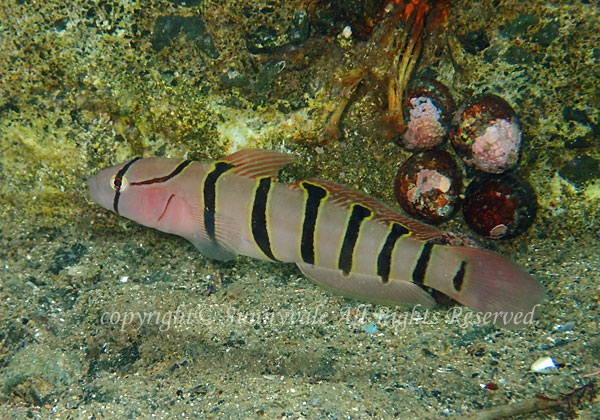 キヌバリ 学名:Pterogobius elapoides