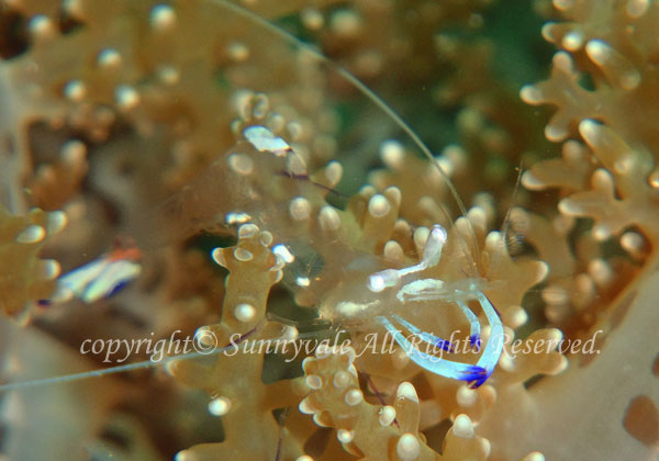 オドリカクレエビ 学名:Periclimenes magnificus