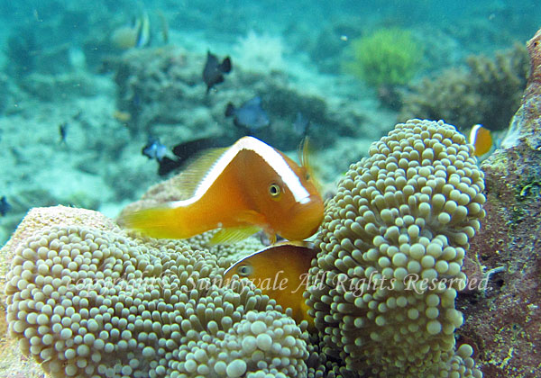 セジロクマノミ 学名:Amphiprion sandaracinos