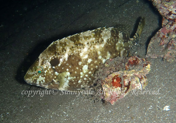 アイゴ 夜 学名:Siganus fuscescens