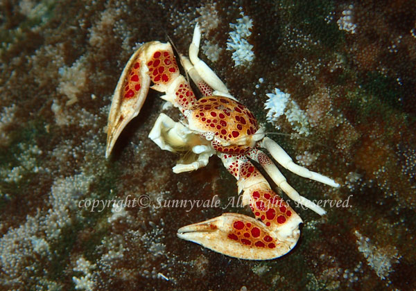 アカホシカニダマシ 学名:Neopetrolisthes maculatus