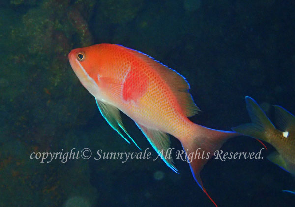 アカオビハナダイ 学名:Pseudanthias rubrizonatus