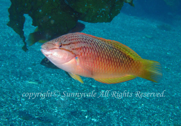 アカササノハベラ 学名:Pseudolabrus eoethinus