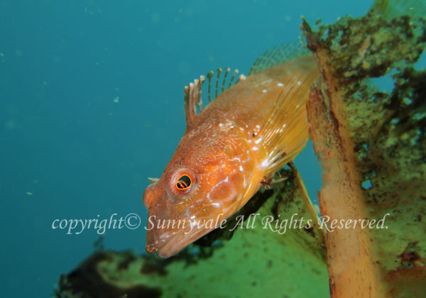 アナハゼ 学名:Pseudoblennius percoides