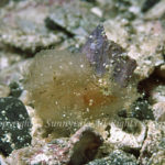 ボロカサゴ　幼魚　学名：Rhinopias frondosa