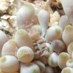 ハモポントニア・コラリコーラ　学名：Hamopontonia corallicola