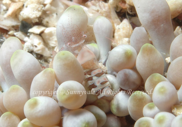 ハモポントニア・コラリコーラ　学名：Hamopontonia corallicola