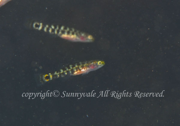 ドロメ 学名:Chaenogobius gulosus
