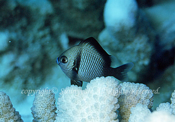 フタスジリュウキュウスズメダイ 学名:Dascyllus reticulatus