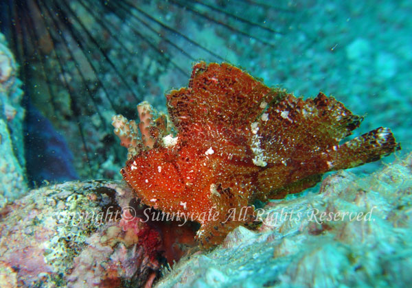 ハダカハオコゼ 学名:Tanianotus triacanthus