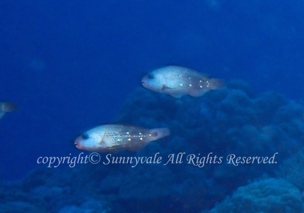 ハゲブダイ 学名: Chlorurus sordidus