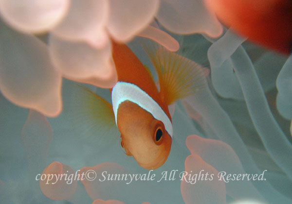 ハマクマノミ　幼魚　学名：Amphiprion frenatus