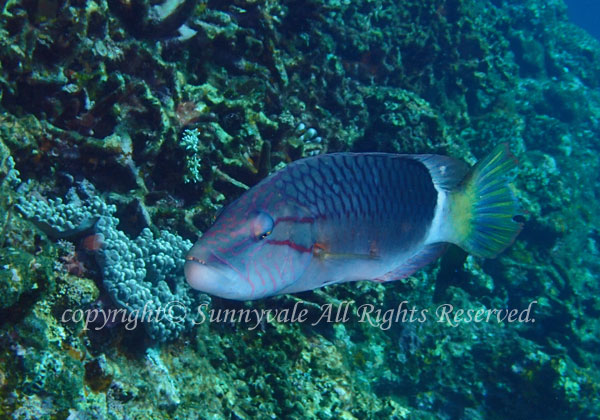 ヒトスジモチノウオ 学名:Oxycheilinus unifasciatus