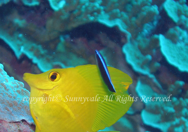 ホンソメワケベラ幼魚 学名:Labroides dimidiatus