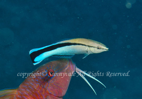 ホンソメワケベラ 学名:Labroides dimidiatus