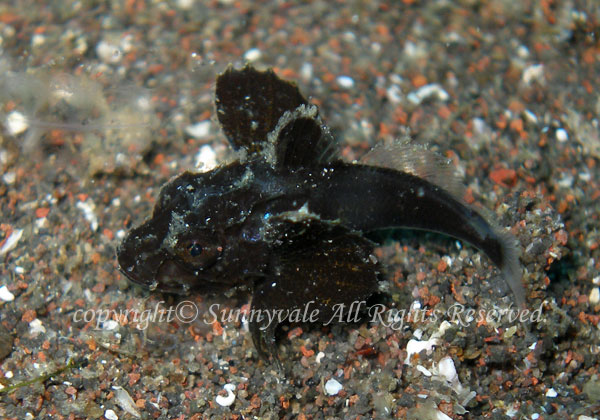 ホウボウ　幼魚　学名：Chelidonichthys spinosus