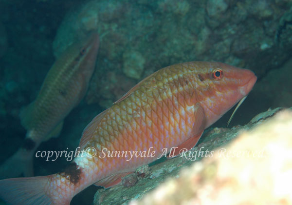 ホウライヒメジ 学名:Parupeneus ciliatus