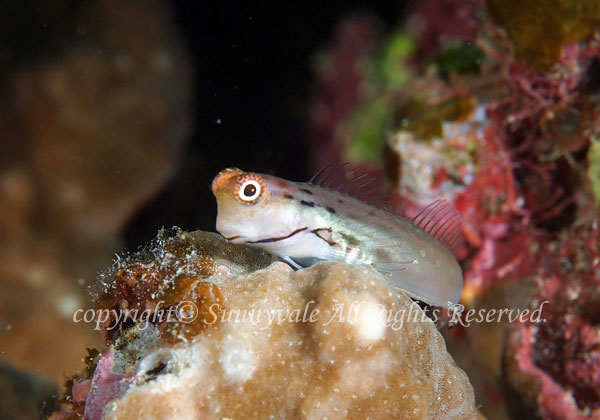 イシガキカエルウオ 学名:Ecsenius yaeyamaensis