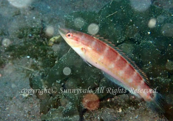 イトベラ 学名:Suezichthys gracilis