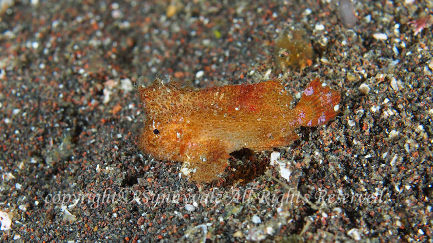 イズオコゼ 幼魚 学名:Cocotropus izuensis