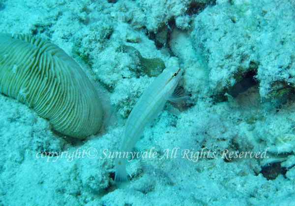 ジュウモンジサラサハゼ 学名:Amblygobius decussatus