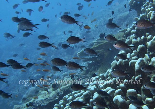 カブラヤスズメダイ 学名:Chromis ternatensis