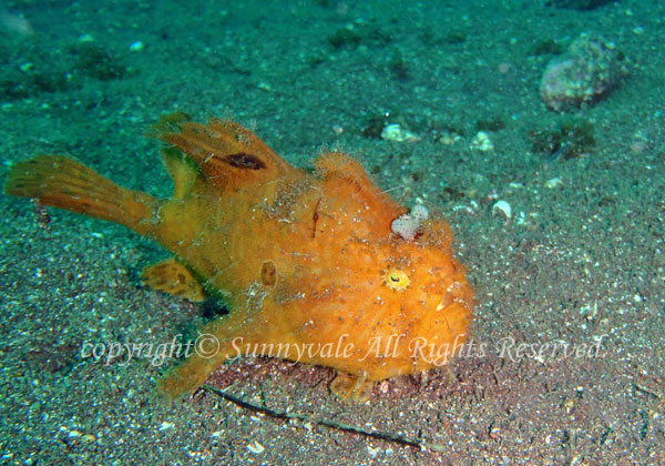 カエルアンコウ 学名:Antennarius striatus