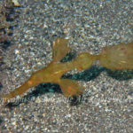 カミソリウオ　学名：Solenostomus cyanopterus