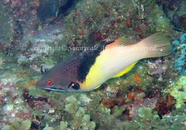 ケサガケベラ 学名:Bodianus mesothorax