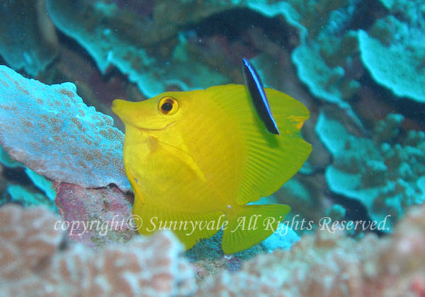 キイロハギ 学名:Zebrasoma flavescens