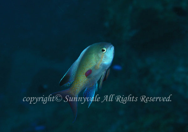 キンギョハナダイ・オス 学名:Pseudanthias squamipinnis