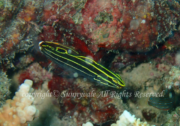 キンセンハゼ 学名:Amblygobius hectori