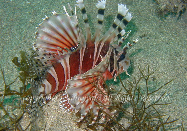 キリンミノカサゴ 学名:Dendrochirus zebra