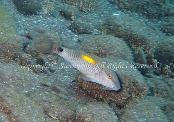 コバンヒメジ 学名:Parupeneus indicus