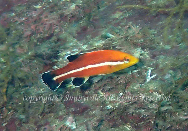 コブダイ幼魚 学名:Semicossyphus reticulatus