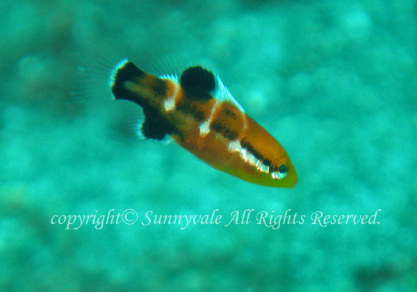 コブダイ幼魚 学名:Semicossyphus reticulatus