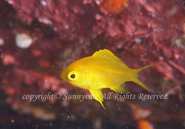 コガネスズメダイ 幼魚 学名:Chromis albicauda