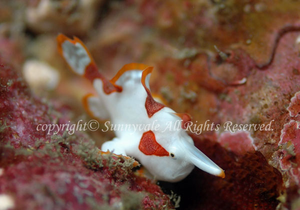 クマドリカエルアンコウ 学名:Antennarius maculatus