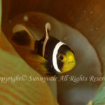 クマノミ　幼魚　学名：Amphiprion clarkii