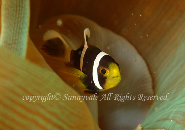 クマノミ　幼魚　学名：Amphiprion clarkii