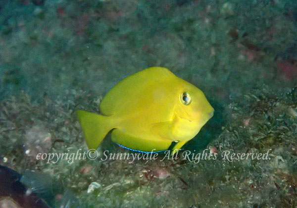 クログチニザ 学名:Acanthurus pyroferus