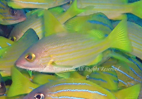 キュウセンフエダイ 学名:Lutjanus rufolineatus