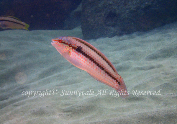 キュウセン 学名:Halichoeres poecilopterus