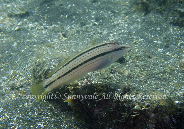 キュウセン・メス 学名:Halichoeres poecilopterus