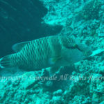 メガネモチノウオ（ナポレオンフィッシュ）若魚　学名：Cheilinus undulatus