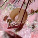 ミナミウバウオ　学名：Lepadichthys coccinotaenia