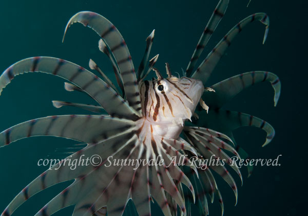 ミノカサゴ 学名:Pterois lunulata