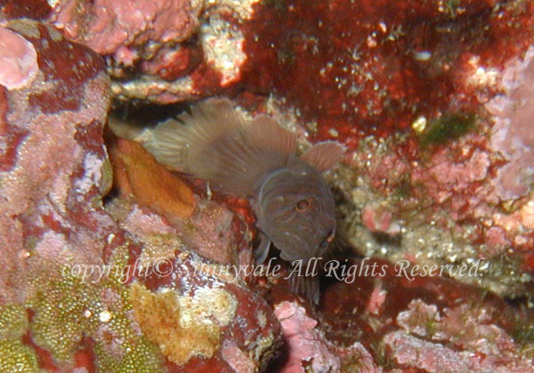 ミサキスジハゼ 学名:Priolepis borea